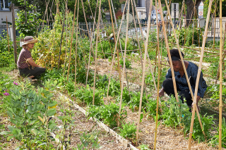 Jardin partagé