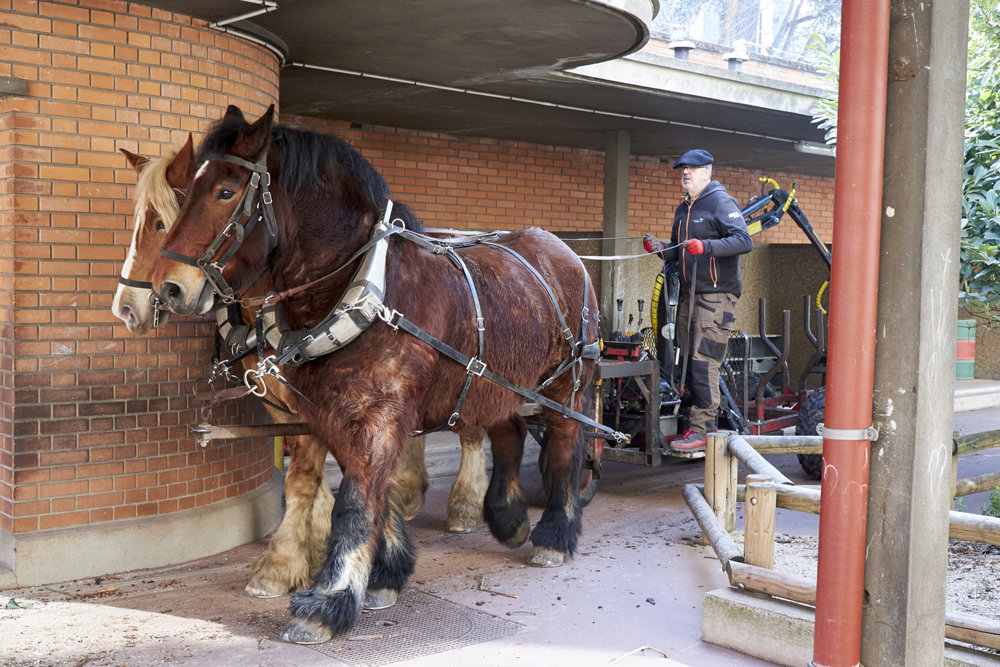 débardage chevaux